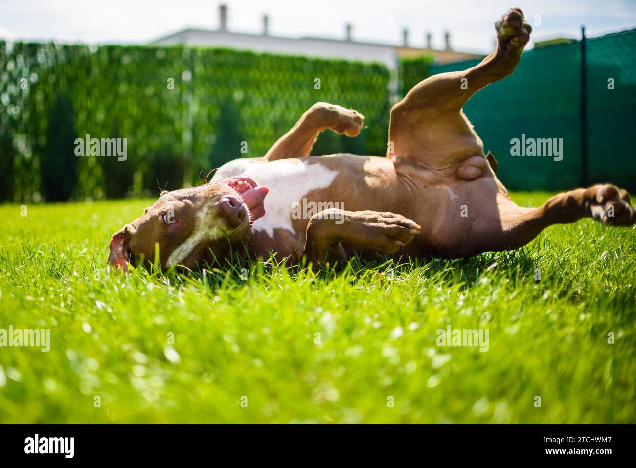 Junge American Staffordshire pitbull Hund im Freien im Sommer Tag Stockfoto