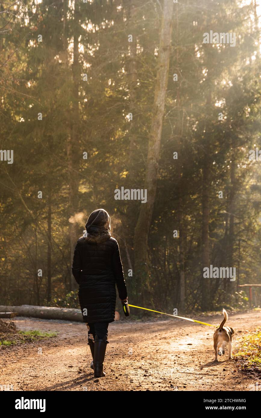 Mädchen in Sonnenstrahlen, das mit dem Beagle-Hund an der Leine auf dem Waldweg läuft Stockfoto