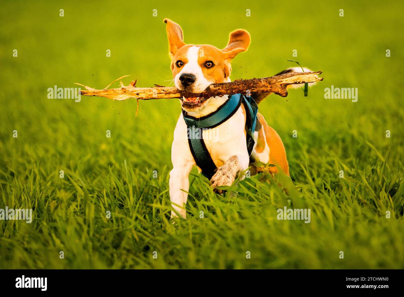 Ein Beagle Hund läuft mit einem Stock im Maul in einem Gras Feld im Sonnenuntergang in Richtung Kamera Stockfoto