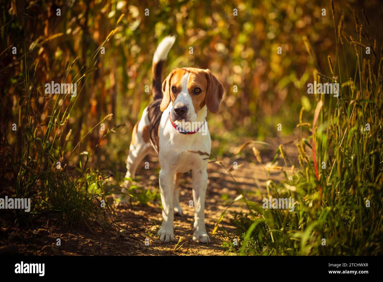 Hund steht im hohen Gras in der Sonne Sommer. Beagle pet Stockfoto