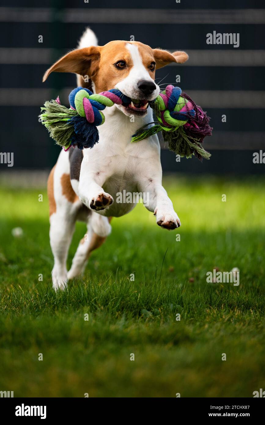 Beagle-Hund springt und läuft mit einem Spielzeug im Freien in Richtung Kamera. Vertikales Foto Stockfoto