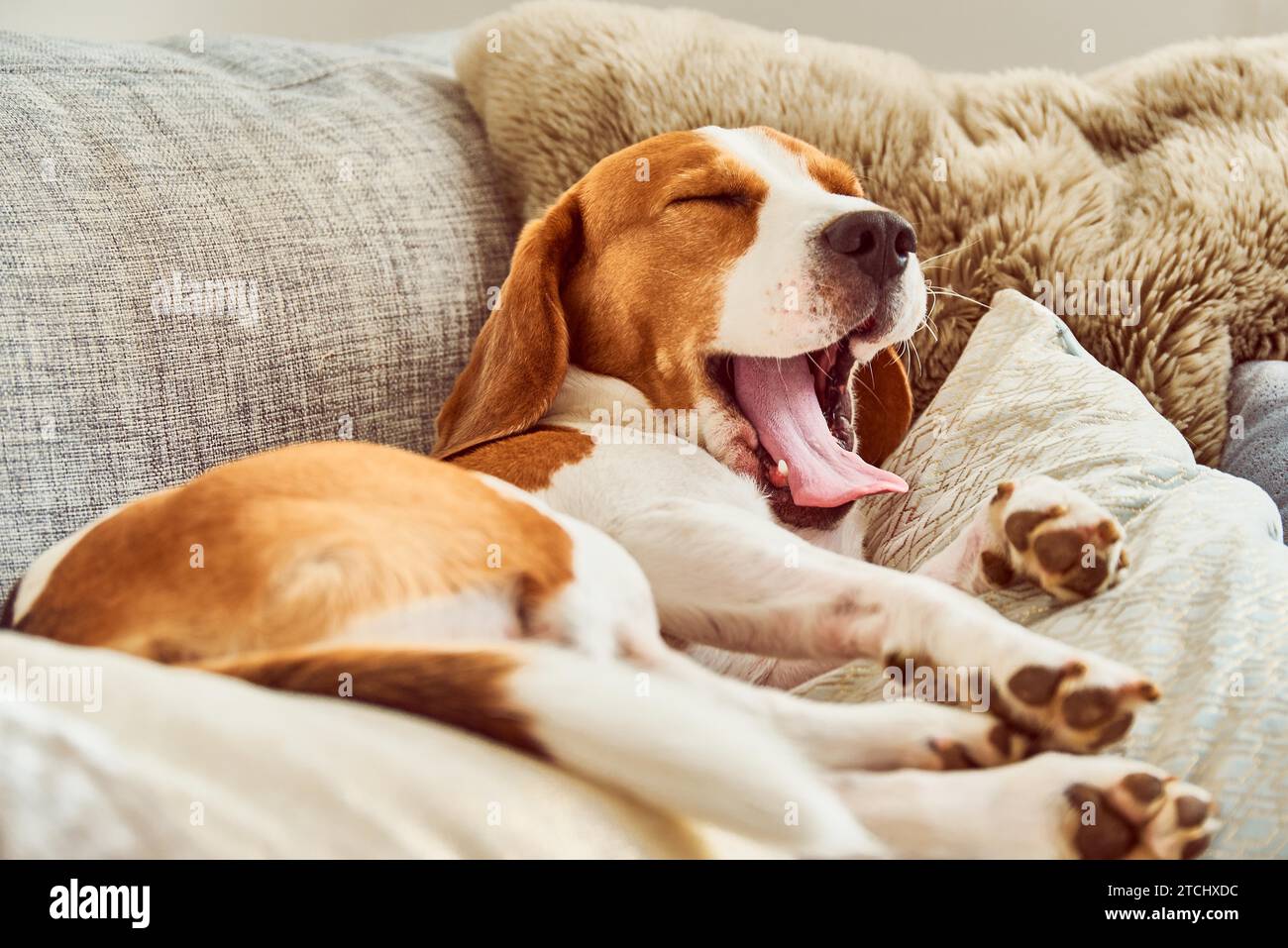 Hund auf einem Sofa in lustiger Pose. Beagle müde schläft auf der Couch. Die Pfoten sind auf dem