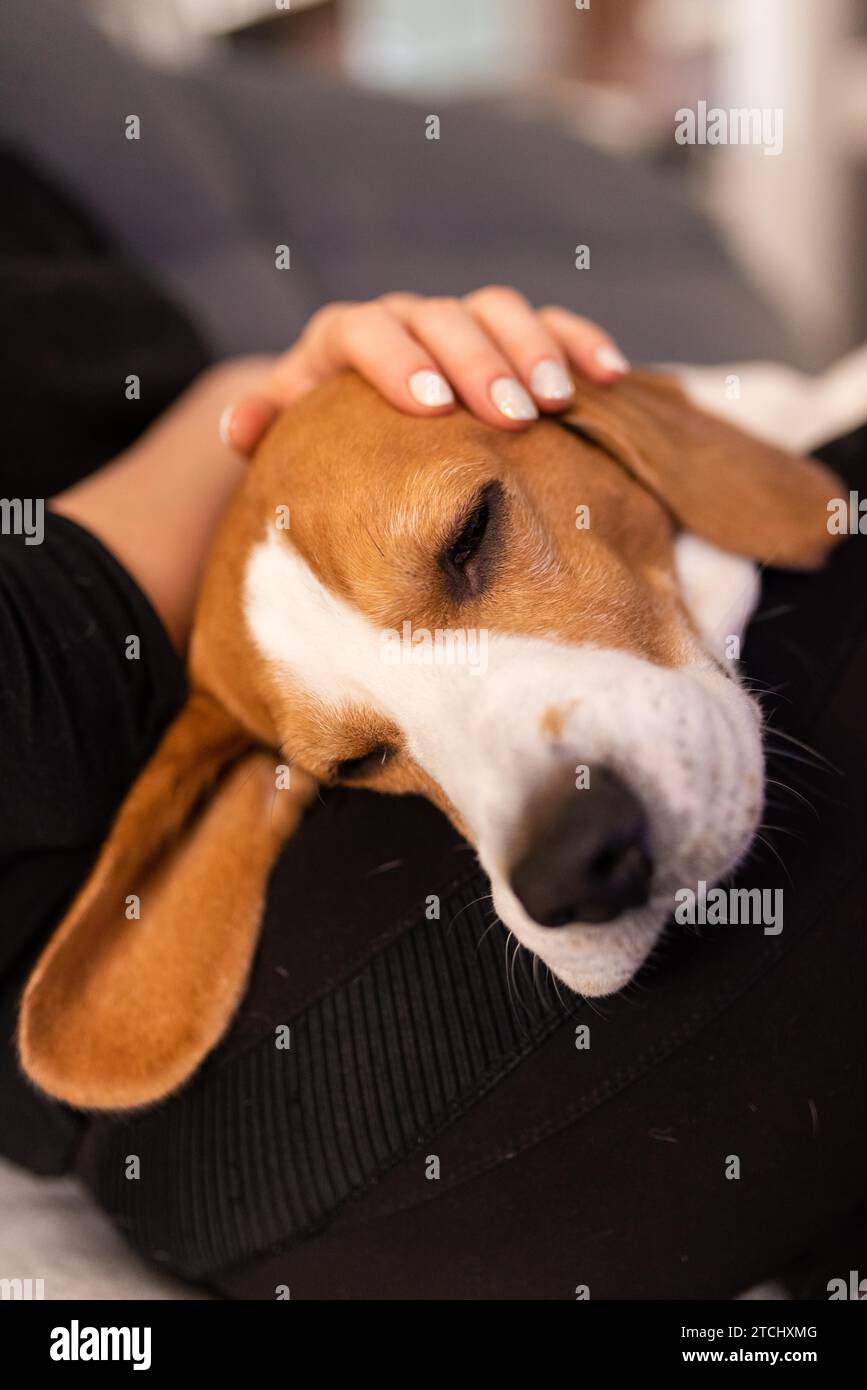 Die Besitzerin streichelt sanft ihren Beagle-Hund, der auf ihrem Schoß schläft. Haustiernähe Stockfoto