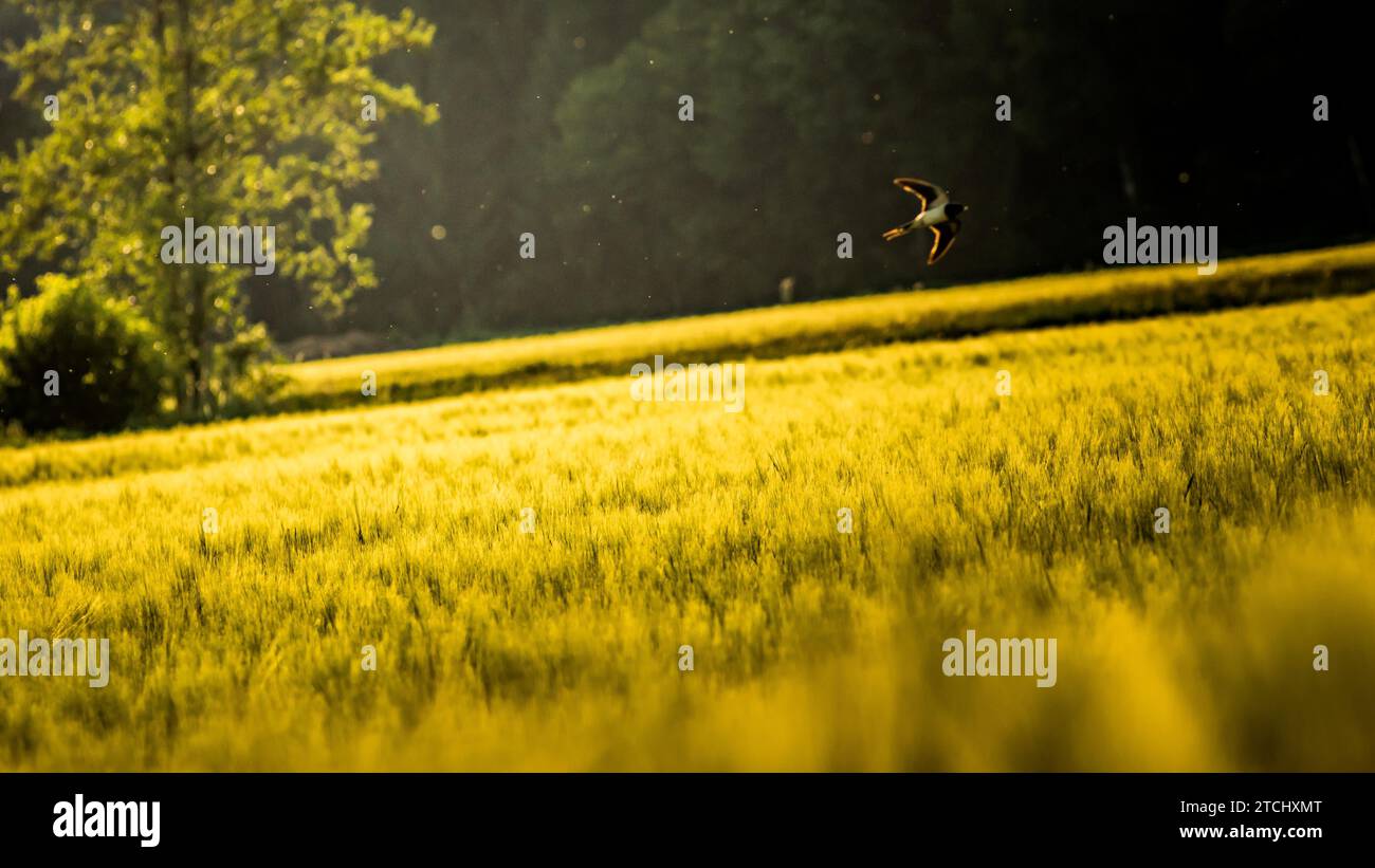 Vogel fliegt über ein Feld von Weizen in Österreich Stockfoto