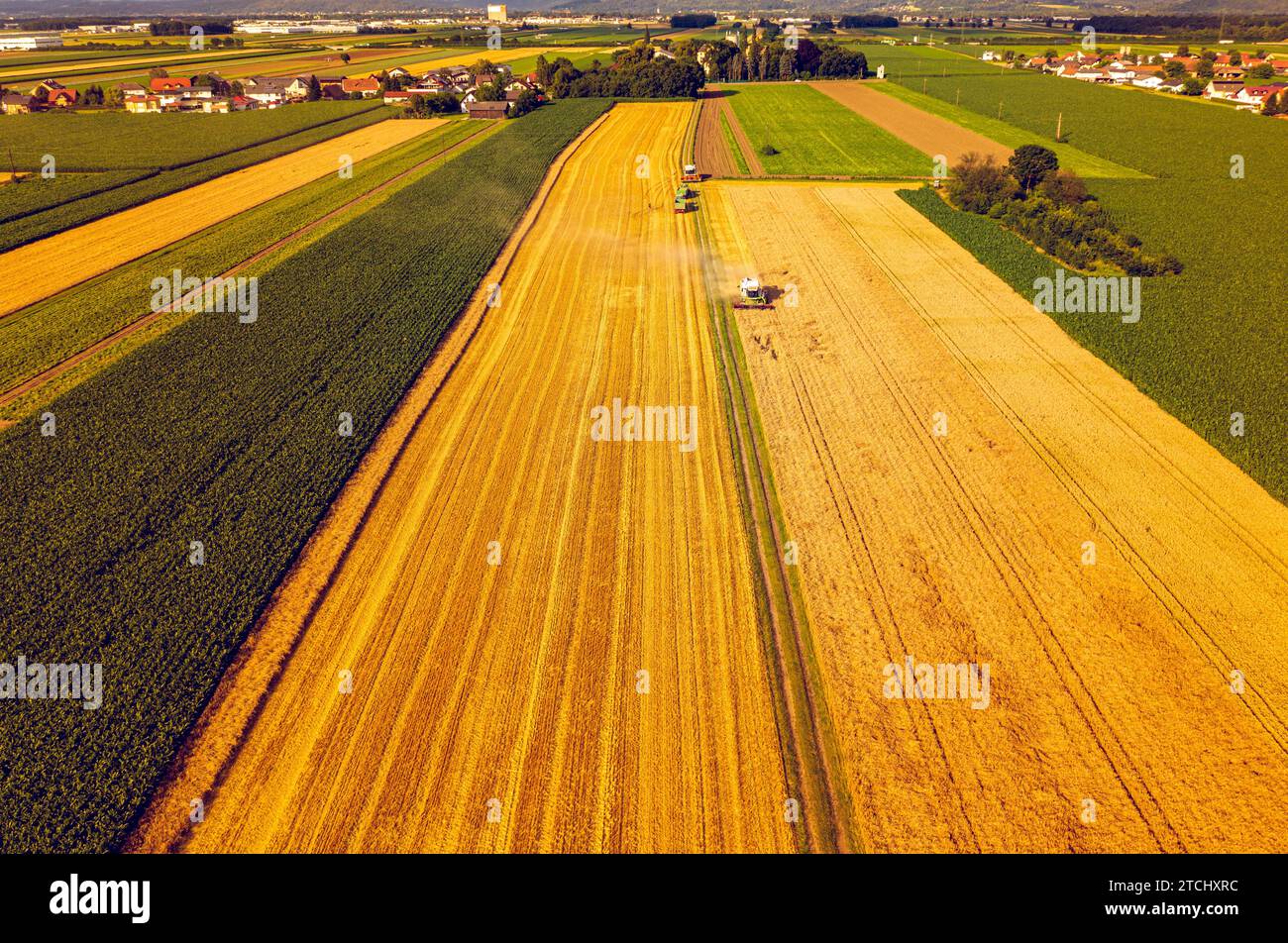 Ein moderner Mähdrescher arbeitet auf Weizenfeld, Luftbild. Landschaft auf dem Land Stockfoto