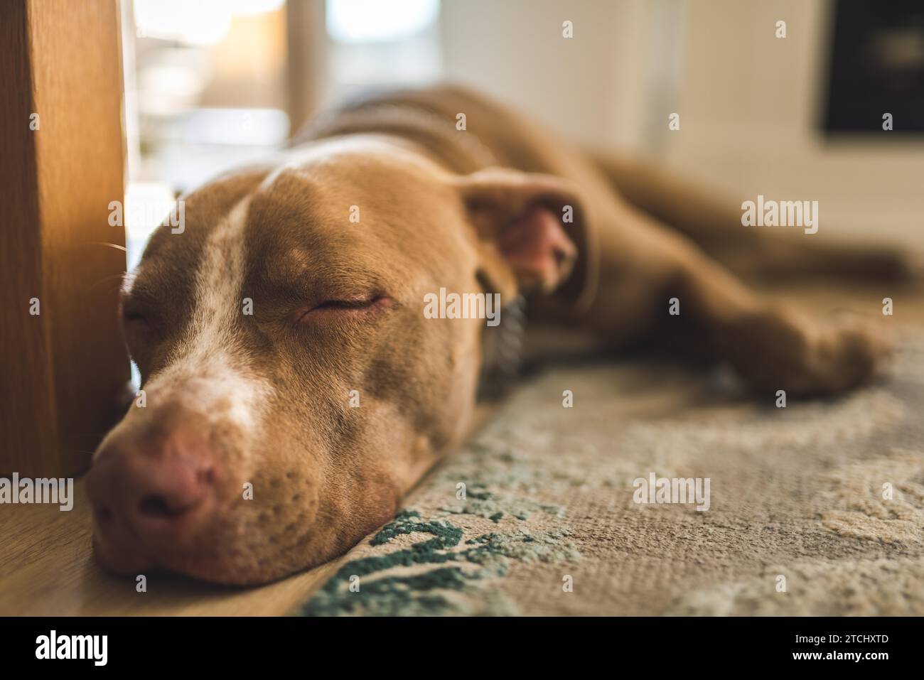 Hund, der drinnen auf Holzboden liegt, brauner Amstaff-Terrier ruht. Hintergrund des Hundes Stockfoto