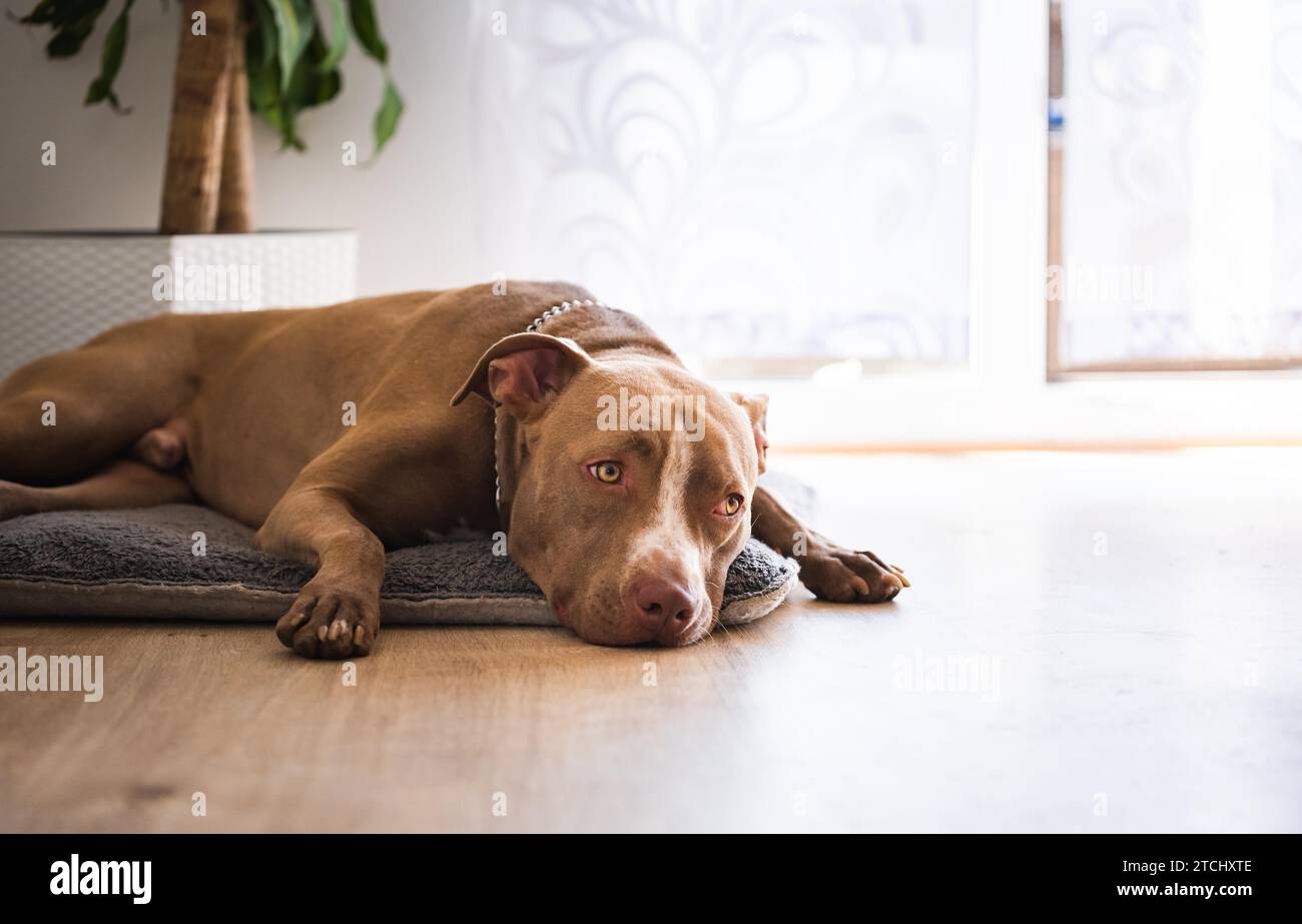 Hund liegt drinnen auf Holzboden, brauner Amstaff Terrier, der neben Gartentüren liegt. Hintergrund des Hundes Stockfoto