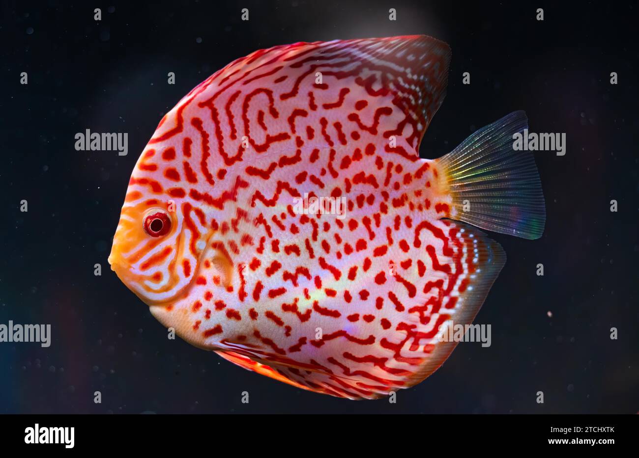 Nahaufnahme eines schachbrettroten tropischen Diskusfisches (Symphysodon) im Fischtank Stockfoto