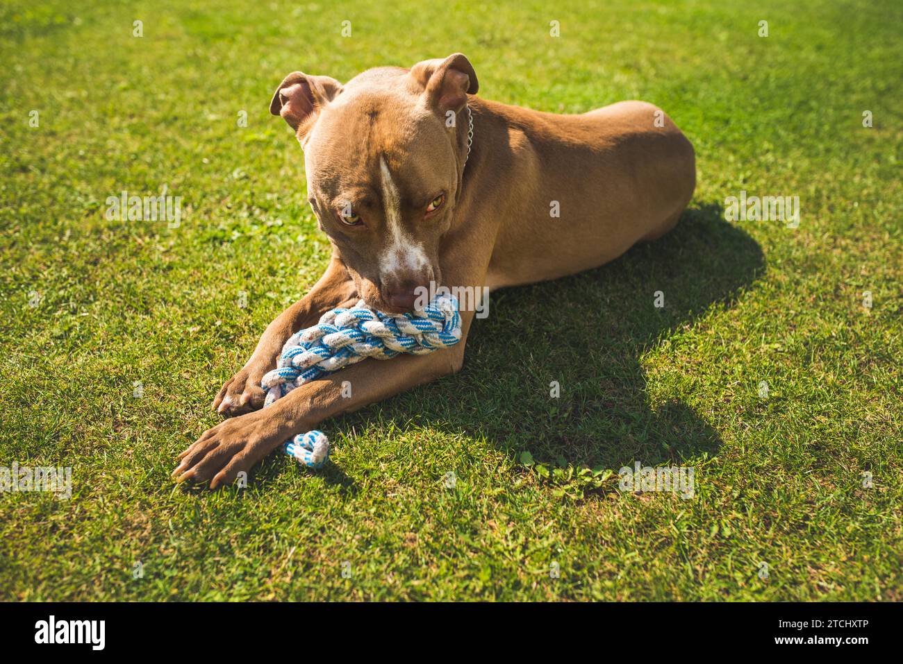 ThemeDog American staffordshire Terrier, Amstaff. Beißt das Seilspielzeug auf grünem Gras. Hintergrund des Hundes Stockfoto