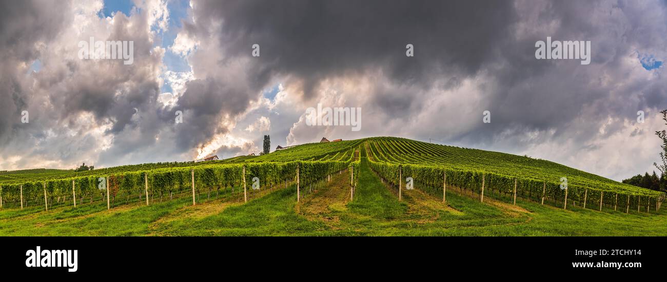 Weinbergspanorama auf österreichischer Landschaft, steirische Toskana. Weinstraße durch Süden. Stürmisches Sommerwetter Stockfoto