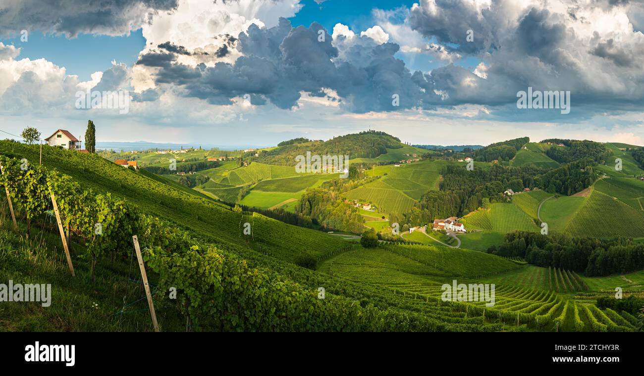Weinbergspanorama auf österreichischer Landschaft, steirische Toskana. Weinstraße durch Süden. Stürmisches Sommerwetter Stockfoto