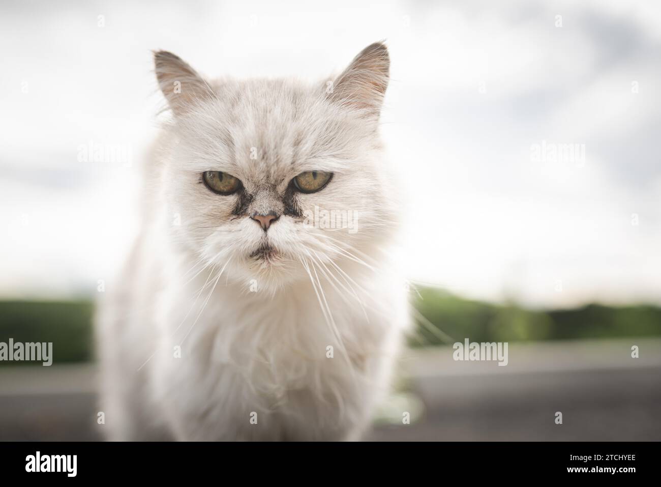 Weiße perserkatze mit schwarzen Tränenflecken unter den Augen. Katzenportrait in der Natur. Katzenaugenpflege-Konzept Stockfoto