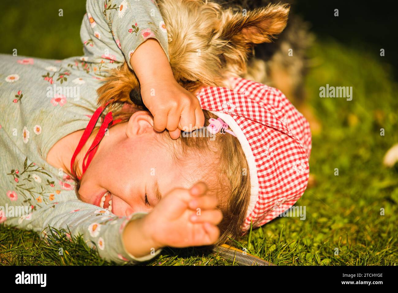 Kind mit einem yorkshire Hund auf grünem Gras im Hinterhof Spaß haben. Kind mit Hund zu Hause Konzept Stockfoto