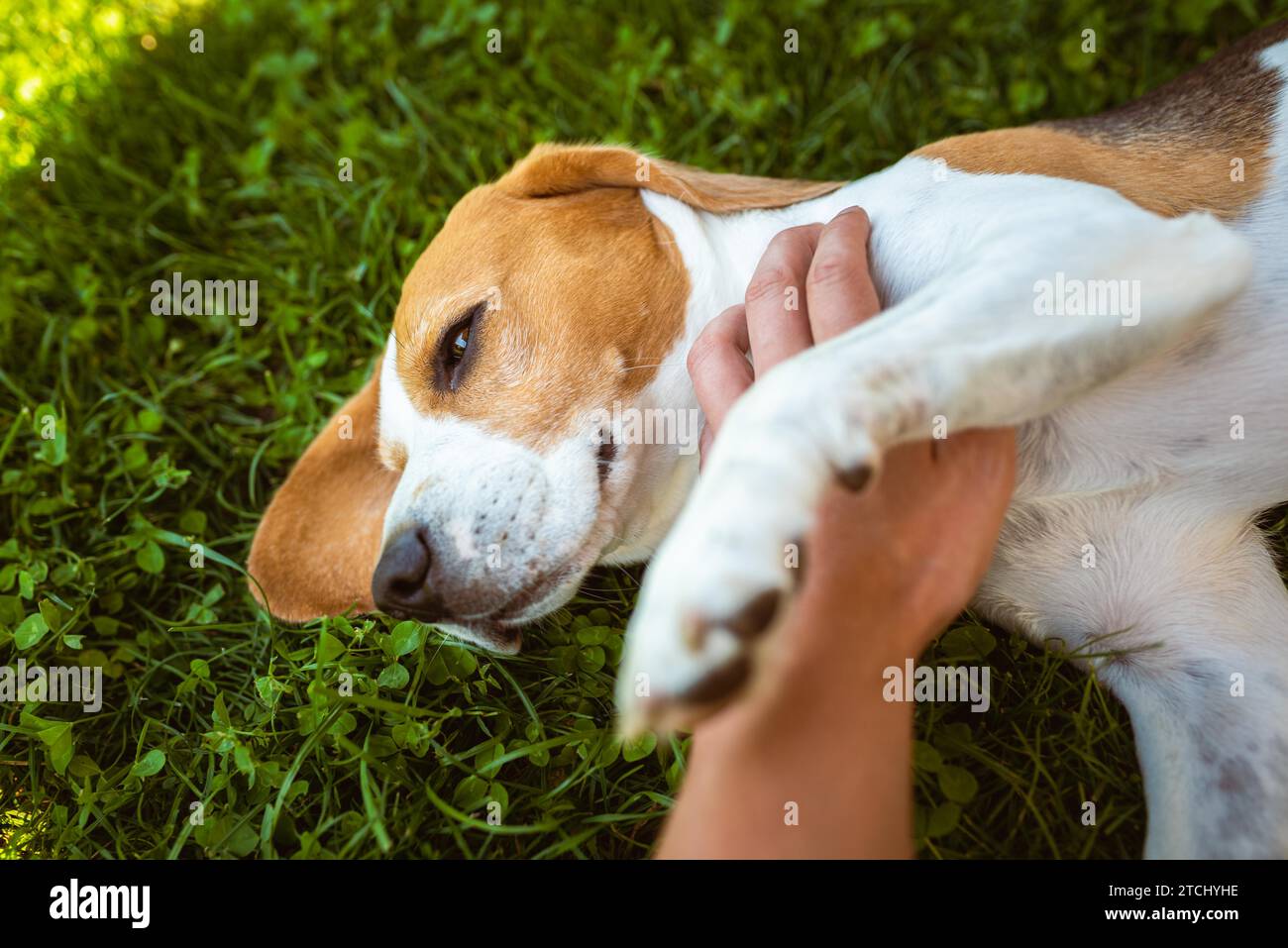 Besitzer streicheln den Beagle-Hund auf Gras an sonnigen Sommertagen. Gutes Hundekonzept Stockfoto