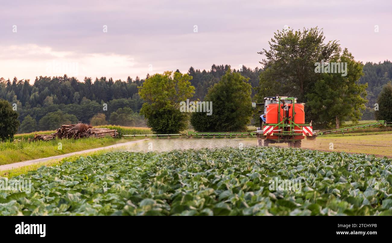 Traktor Spritzen Pestizide auf Kohl Feld. Landwirtschaft Konzept Stockfoto