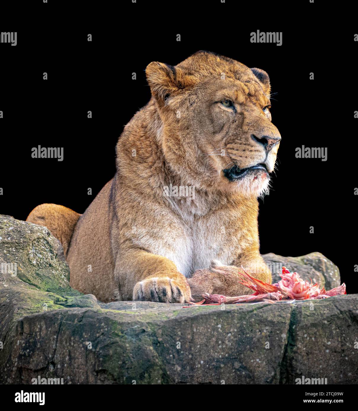 Khari hat keine Mähne als Ergebnis eines verhütenden Implantats BLACKPOOL ZOO, ENGLAND ERSTAUNLICHE BILDER zeigen einen Löwen, der den Fotografen anstarrt, während er im AC ist Stockfoto