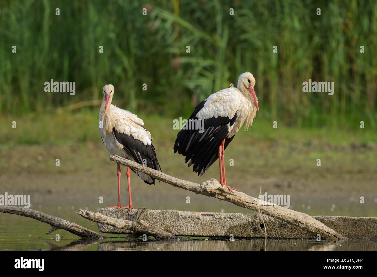 Zwei Weißstörche stehen auf einem Stück Holz, sonniger Herbsttag in Niederösterreich Stockfoto
