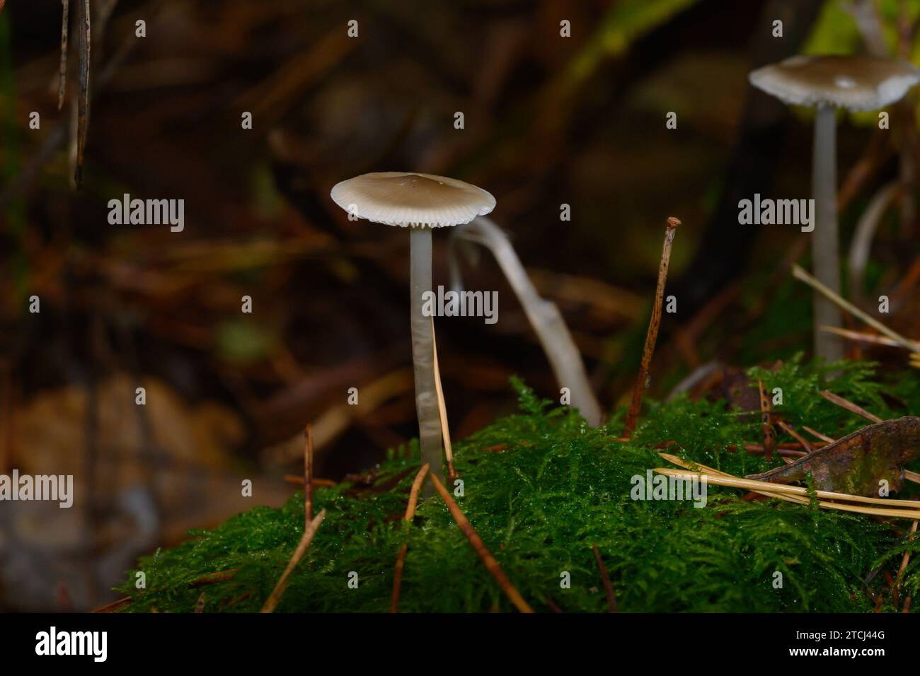 Eine Nahaufnahme eines Eichenblattpilzes, der auf einem toten Baum in Zoersel, Belgien, wächst Stockfoto