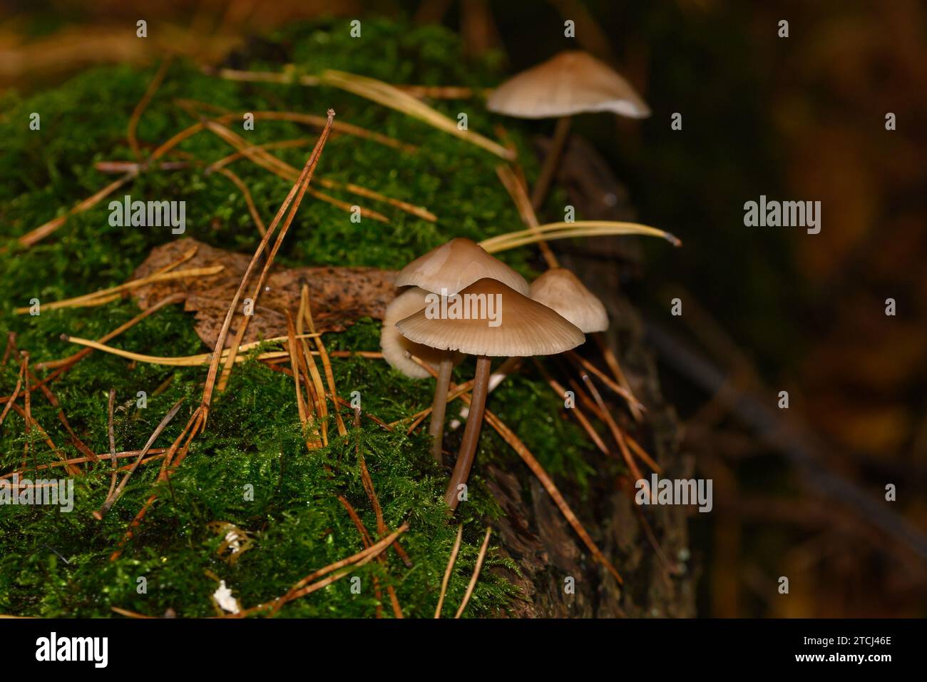 Eine Nahaufnahme von Eichenblattpilz, der auf einem toten Baum in Zoersel, Belgien, wächst Stockfoto