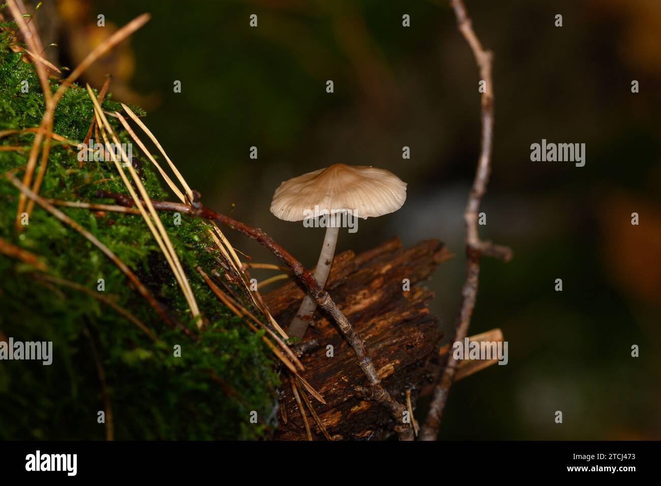 Eine Nahaufnahme von Eichenblattpilz, der auf einem toten Baum in Zoersel, Belgien, wächst Stockfoto