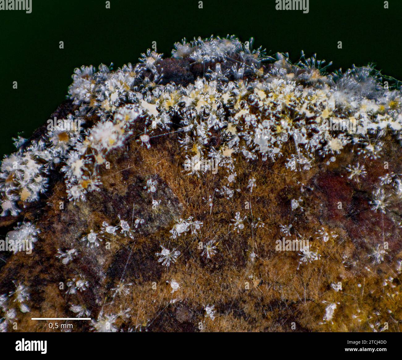Der Hyphomycet Blistum tomentosum (Syn.: Polycephalomyces tomentosus) mit glasähnlicher Sporangie. Die Spezies parasitieren oft Schleimschimmel des Gens Stockfoto