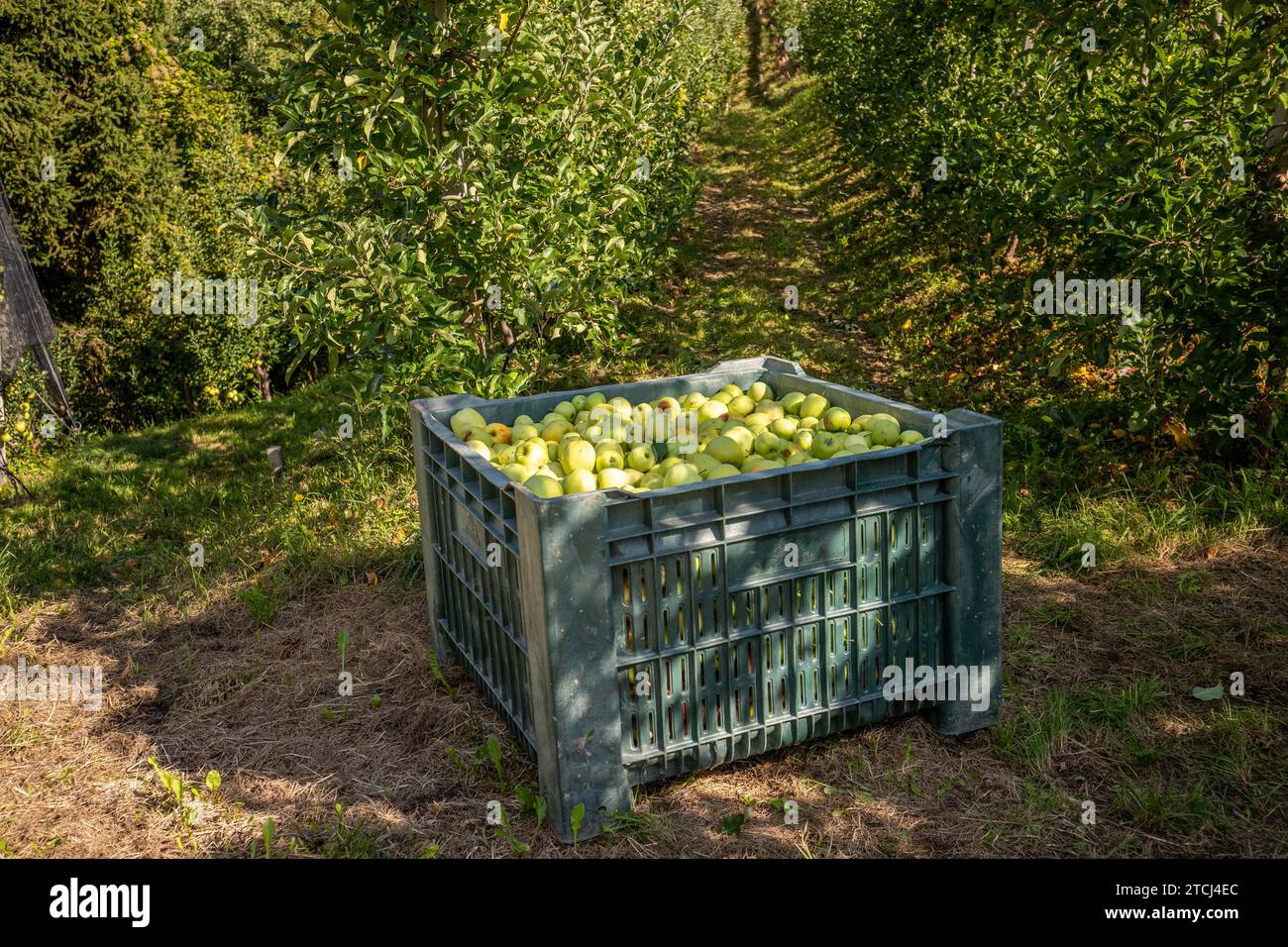 Behälter mit geernteten Äpfeln in einer Plantage in Eppan, Südtirol, Italien Stockfoto