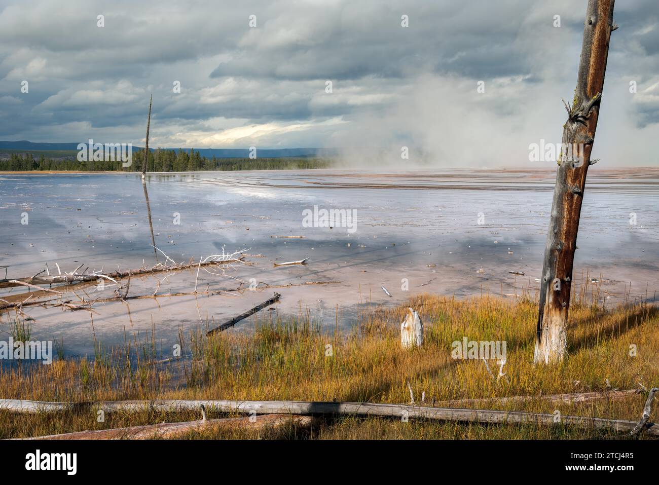 Tote Bäume mit bobby Socken im Grand Prismatic Spring in Yellowstone Stockfoto