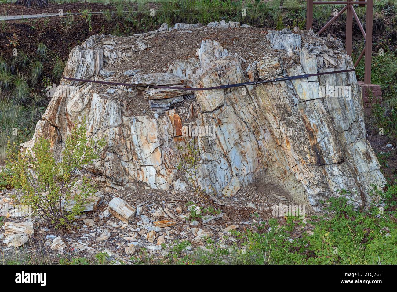 Ein riesiger versteinerter Baumstumpf, der im Stumpfschutz des Florissant Fossil Beds National Monument ausgestellt ist Stockfoto