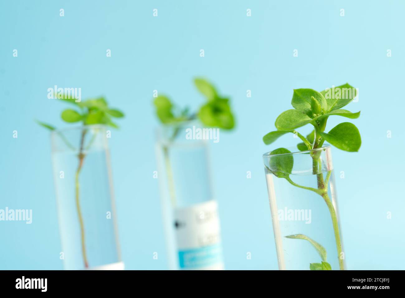 Kleine Pflanzen keimen im Reagenzglas auf blauem Hintergrund. Pflanzen im Labor studieren. Anbau von GVO im Labor. Genetisch Veränderte Orga Stockfoto