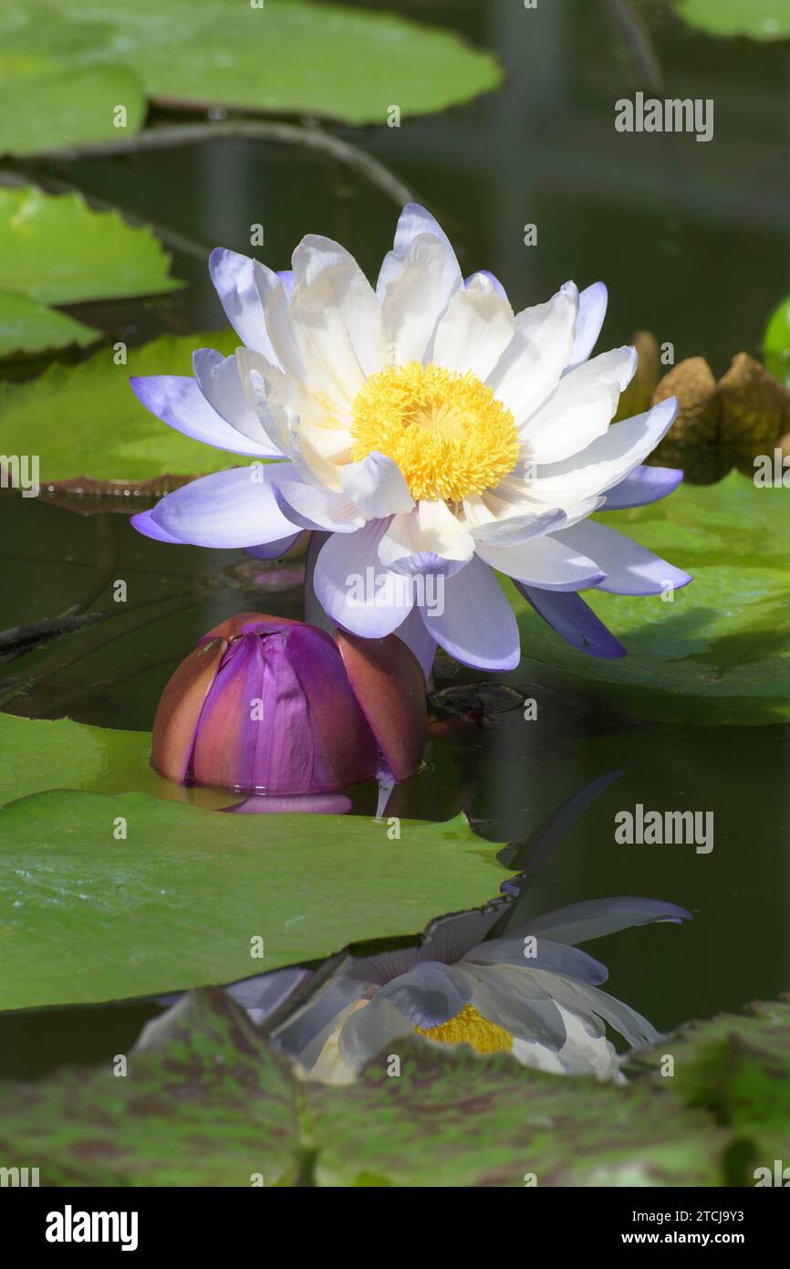 Australische Seerose oder Nymphaea gigantische Seerose mit Reflexion auf Wasser. Stockfoto