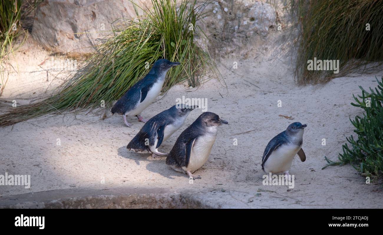 Pinguine haben einen großen Kopf, einen kurzen Hals und einen langen Körper. Stockfoto