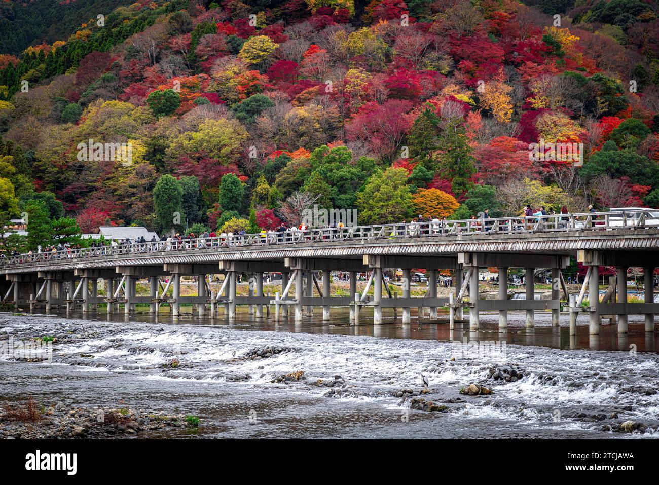 KYOTO/JAPAN - 27. November 2023: Togetsukyo-Brücke im Herbst überqueren viele Menschen die Brücke Stockfoto