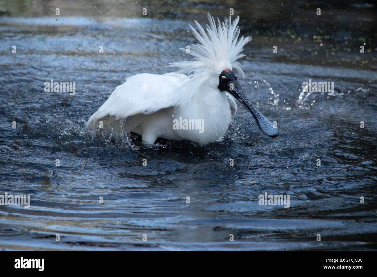 Der königliche Löffel ist ein großer weißer Seevogel mit einem schwarzen Schirm, der wie ein Löffel aussieht. Der königliche Löffel hat gelbe Augenbrauen und schwarze Beine Stockfoto