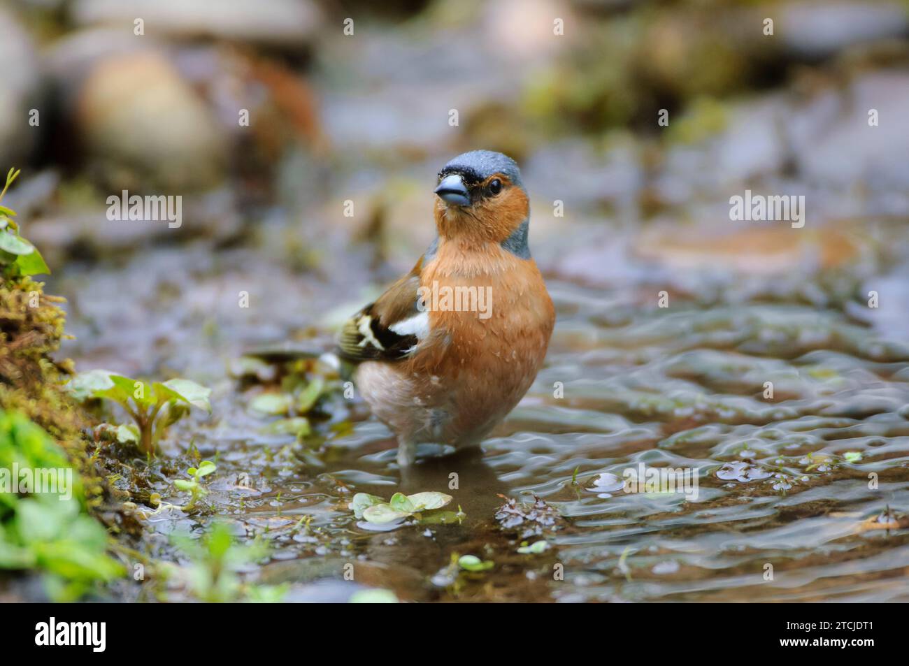 Fischfringilla Coelebs, Baden im Gartenteich, County Durham, England, Großbritannien, Mai. Stockfoto