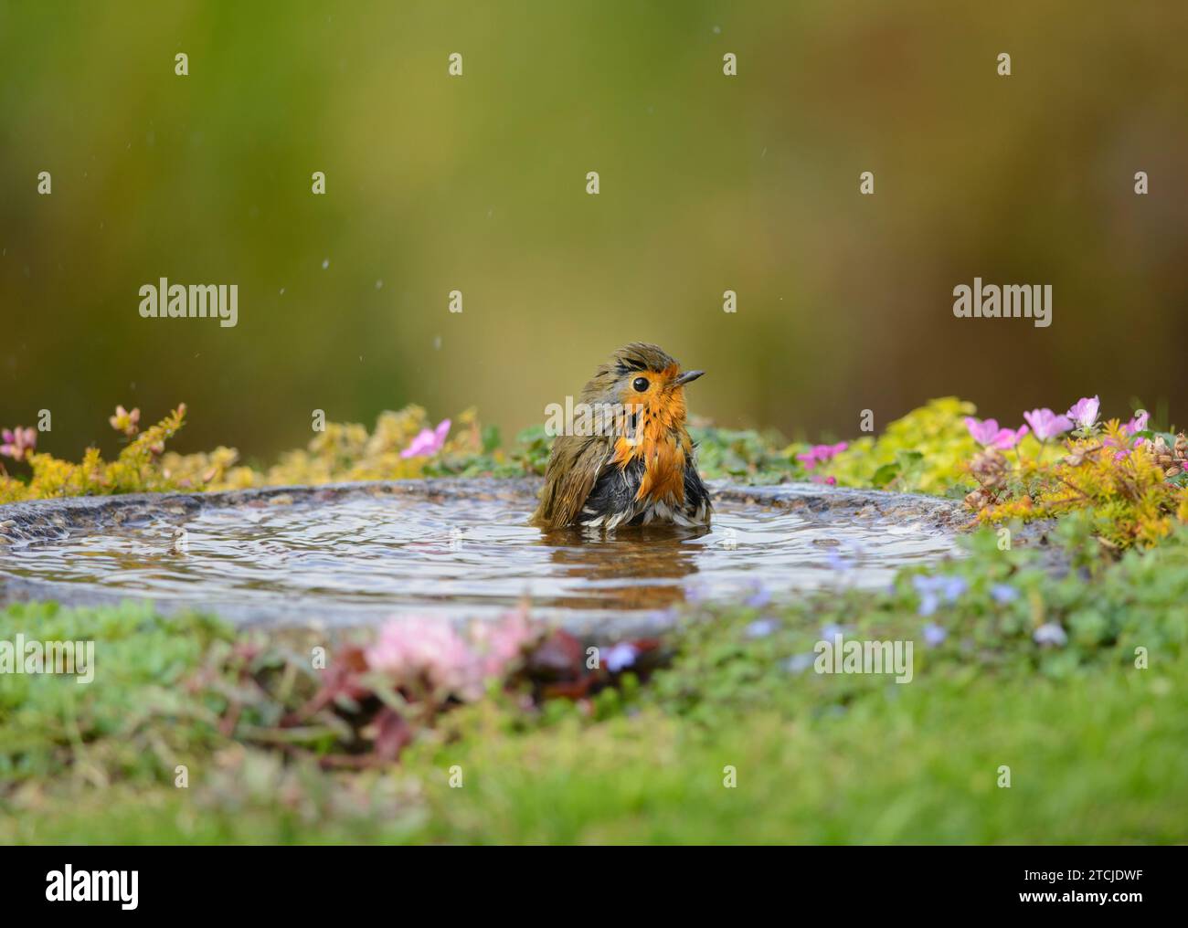 Europäische robin Erithacus rubecula, Baden im Garten Vogelbad, County Durham, England, Vereinigtes Königreich, Oktober. Stockfoto