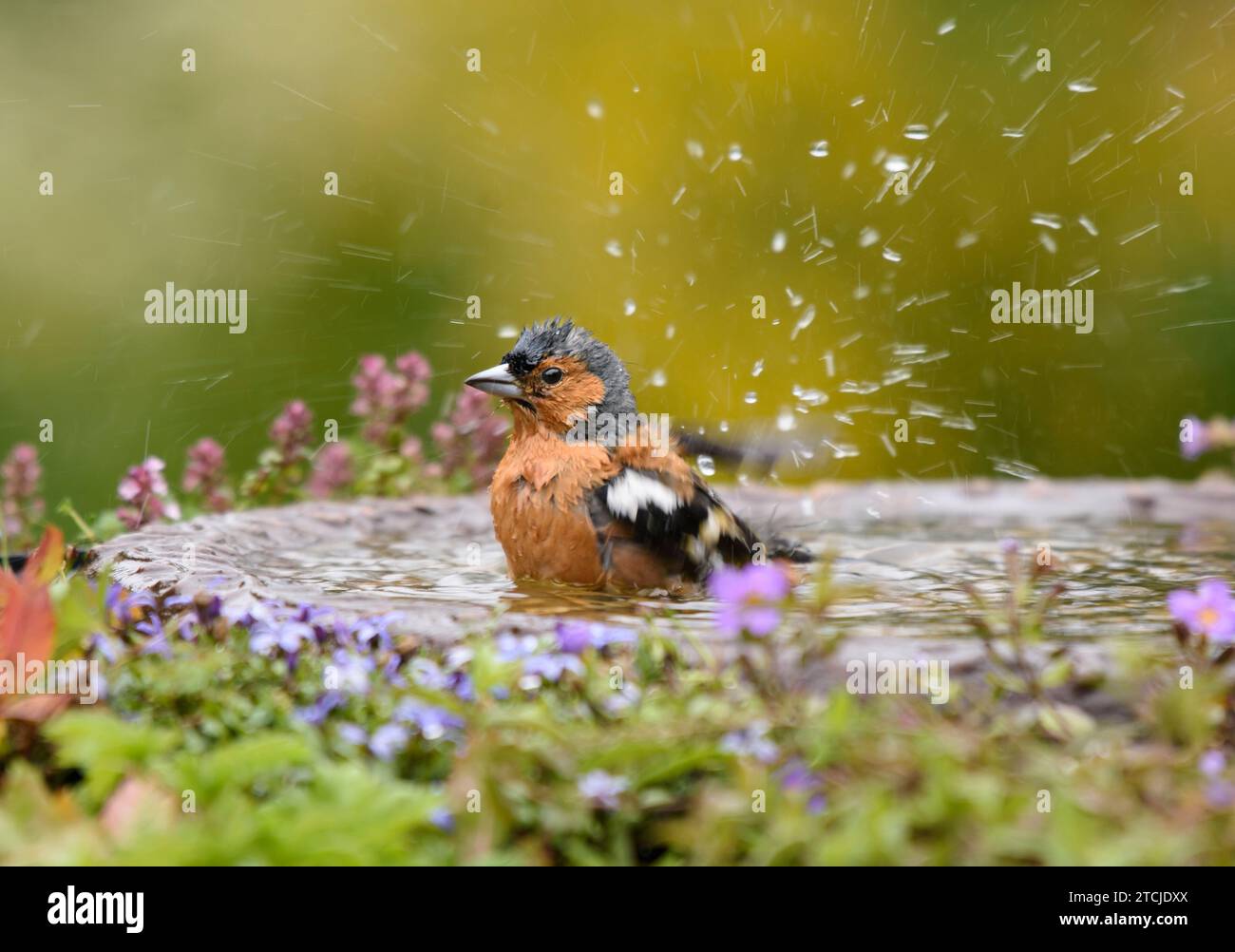 Fringilla coelebs, Baden im Garten Vogelbad, County Durham, England, Großbritannien, Juli. Stockfoto
