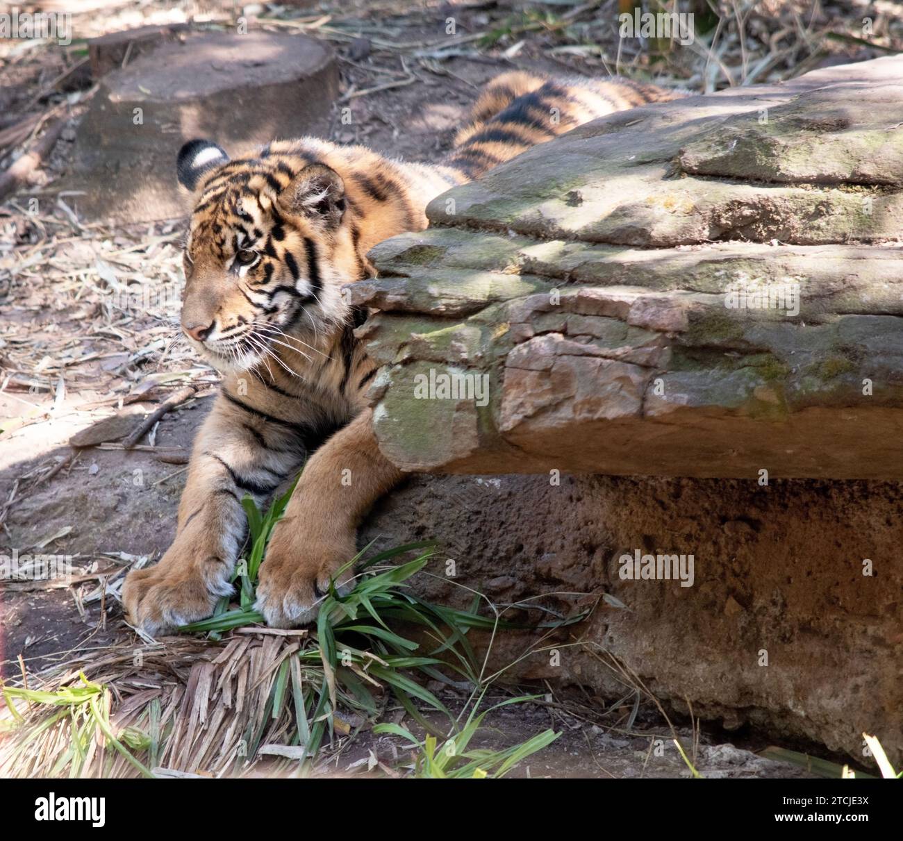 Junge Tiger haben alle ihre Streifen und Markierungen. Sie lernen, während sie spielen, mächtige Jäger zu sein Stockfoto