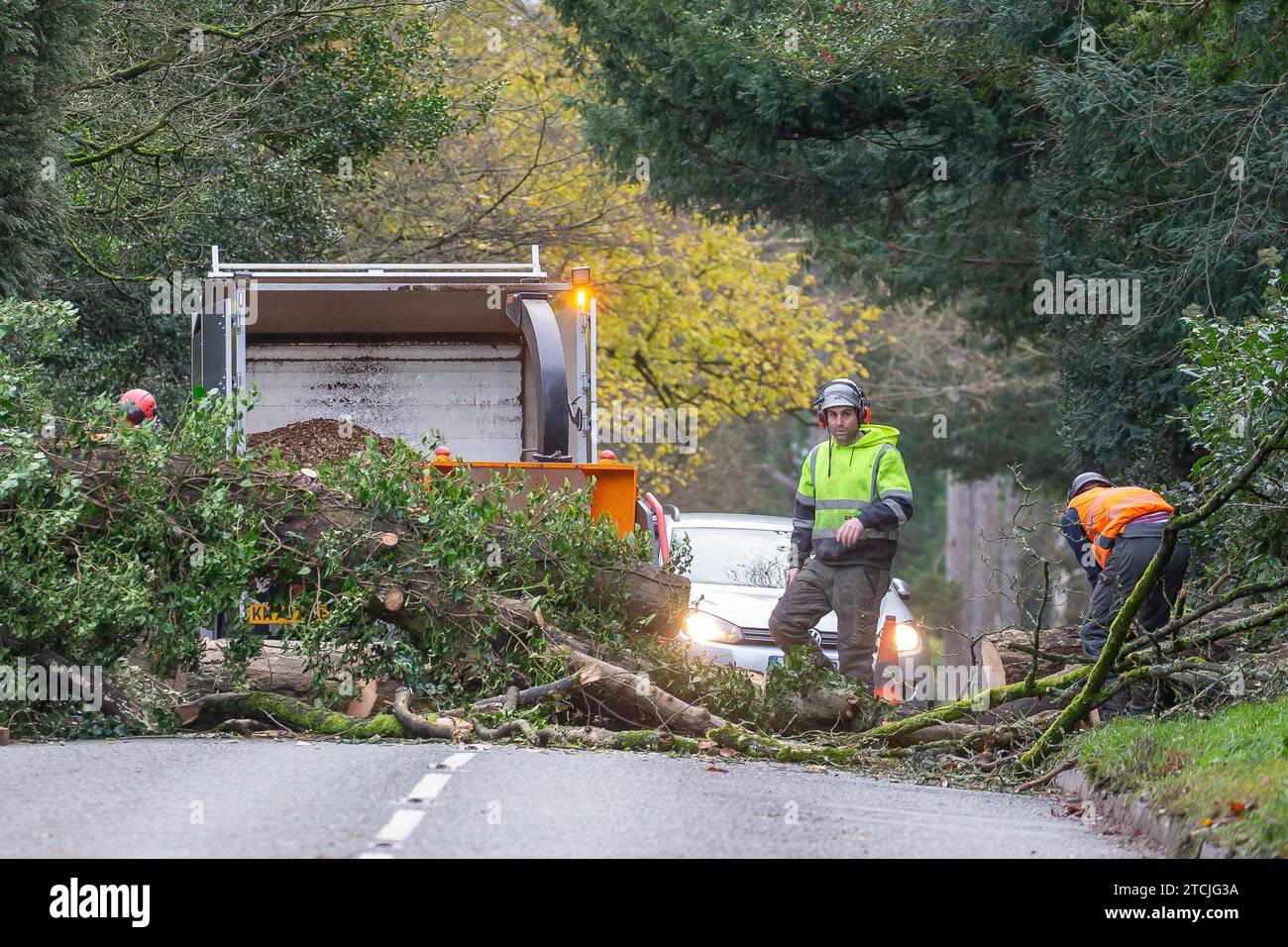 Kidderminster, Großbritannien, 13. Dezember 2023. Wetter in Großbritannien: Ein Team von Baumchirurgen wird hergebracht, um schnell einen großen umgestürzten Baum auf einer befahrenen Pendlerroute in den Midlands zu entfernen. Mit Tagen mit starkem Regen und Wind sind einige Bäume nicht mehr in der Lage, ihren Boden zu halten, und dieser spezielle verursacht heute Morgen große Störungen für die örtlichen Schulen und die Geschäftsleute gleichermaßen. Quelle: Lee Hudson/Alamy Live News Stockfoto