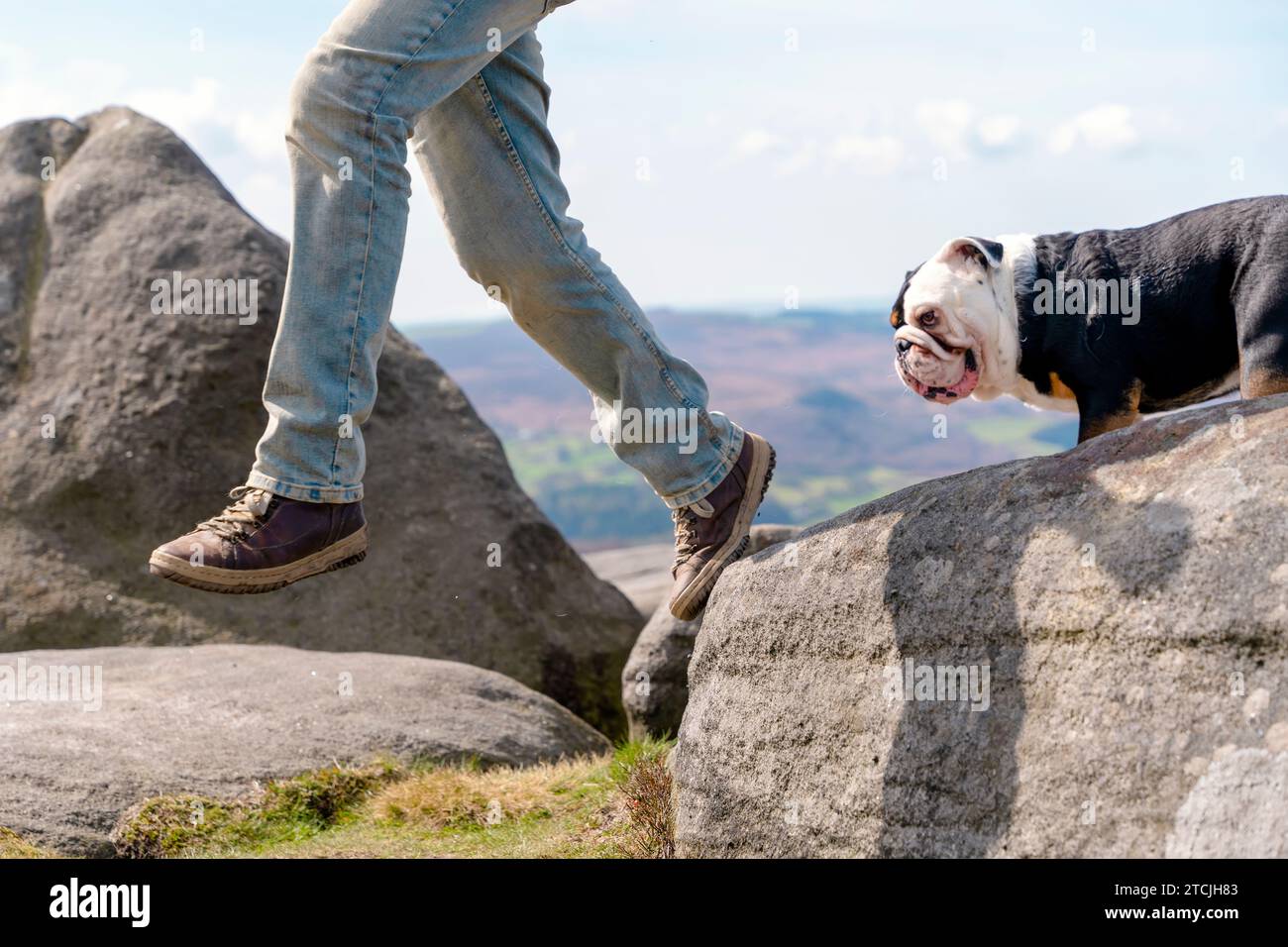 Ein glücklicher Rentner mit englischen Bulldoggen auf einem Berg, der an einem warmen Tag im Peak District spazieren geht. Ein Hund, der einem Menschen während der TRA folgt Stockfoto