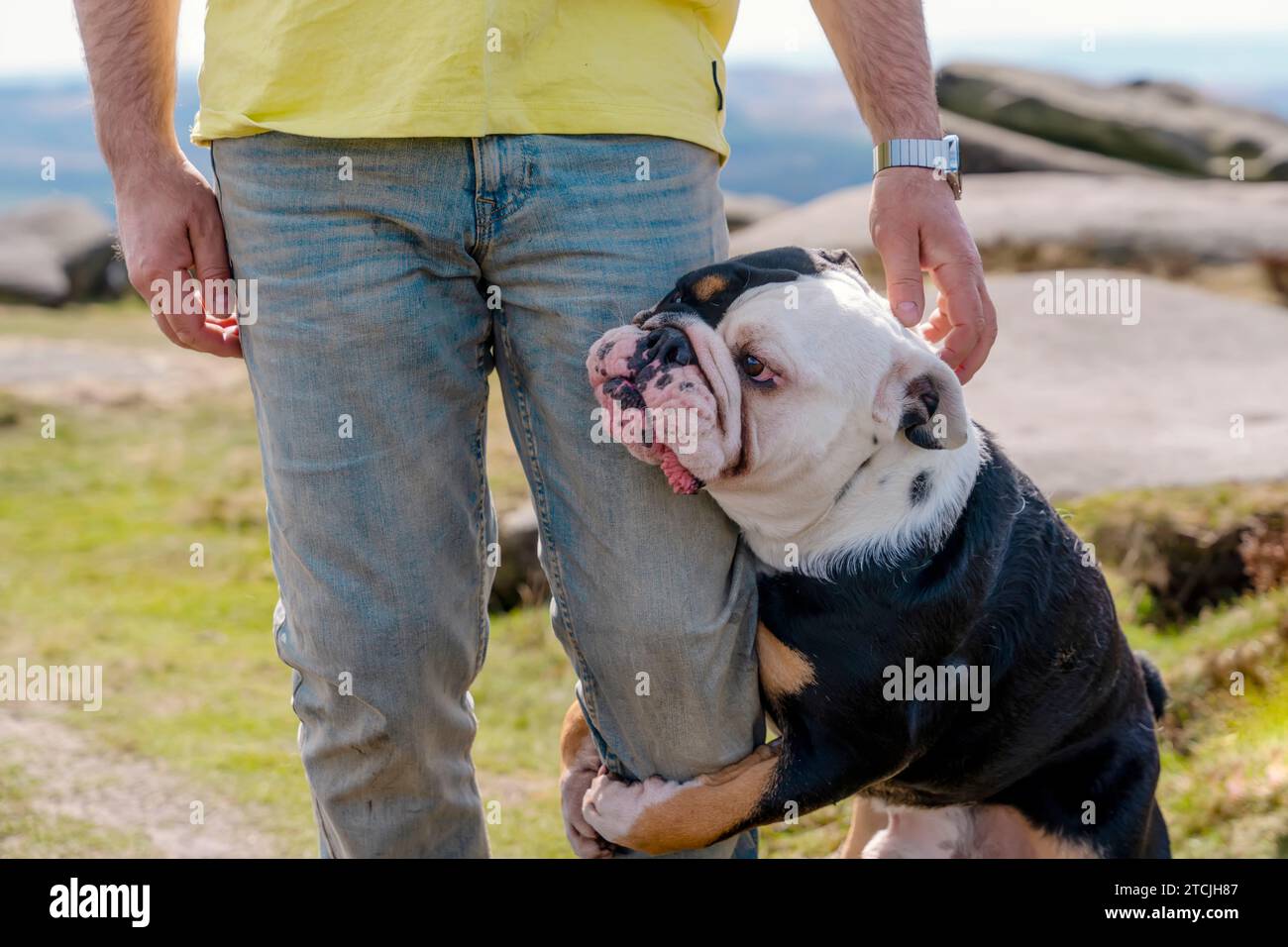 Ein glücklicher Rentner mit englischen Bulldoggen, die im Park spazieren gehen. Reine Liebe zwischen Mensch und Hund. Ich werde dich nie gehen lassen. Bleib bitte bei mir Stockfoto