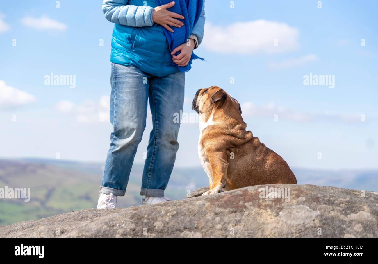 Eine glückliche Frau mit englischen Bulldoggen auf dem Gipfel des Peak District an warmen sonnigen Tagen. Hundeausbildung. Konzept zur freien Verfügung Stockfoto