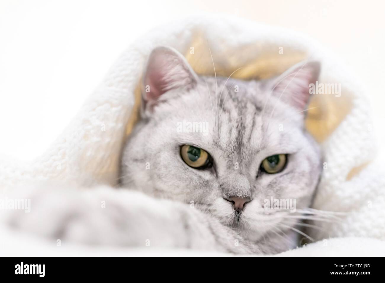 Entspannte schottische Katze, in weiße Decke gewickelt, aus nächster Nähe. Wobei: Nicht spezifizierter Ort. Komfortable Einstellung. Die Entspannung der Katze in gemütlicher Atmosphäre vermitteln Stockfoto