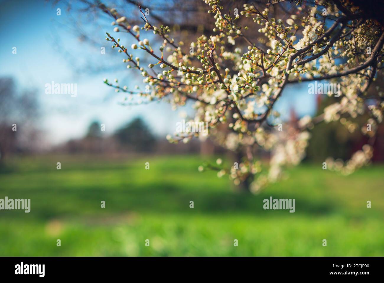 Blühender Baum im Frühling auf ländlicher Wiese, frisches grünes Frühlingsfeld Stockfoto