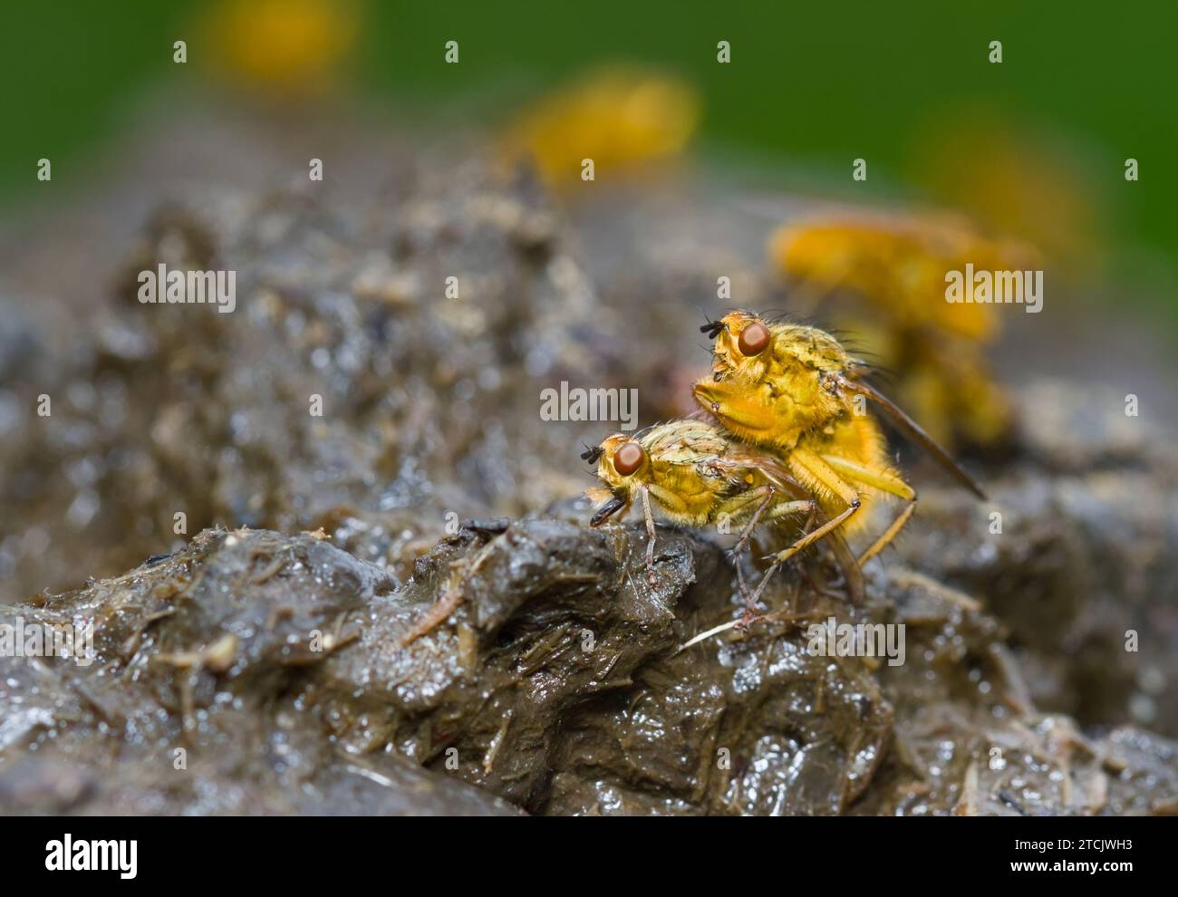 Gelbe Dung Fliegen, Scathophaga Stercoraria, Paarung, Fortpflanzung auf Einem Cowpat, New Forest UK Stockfoto