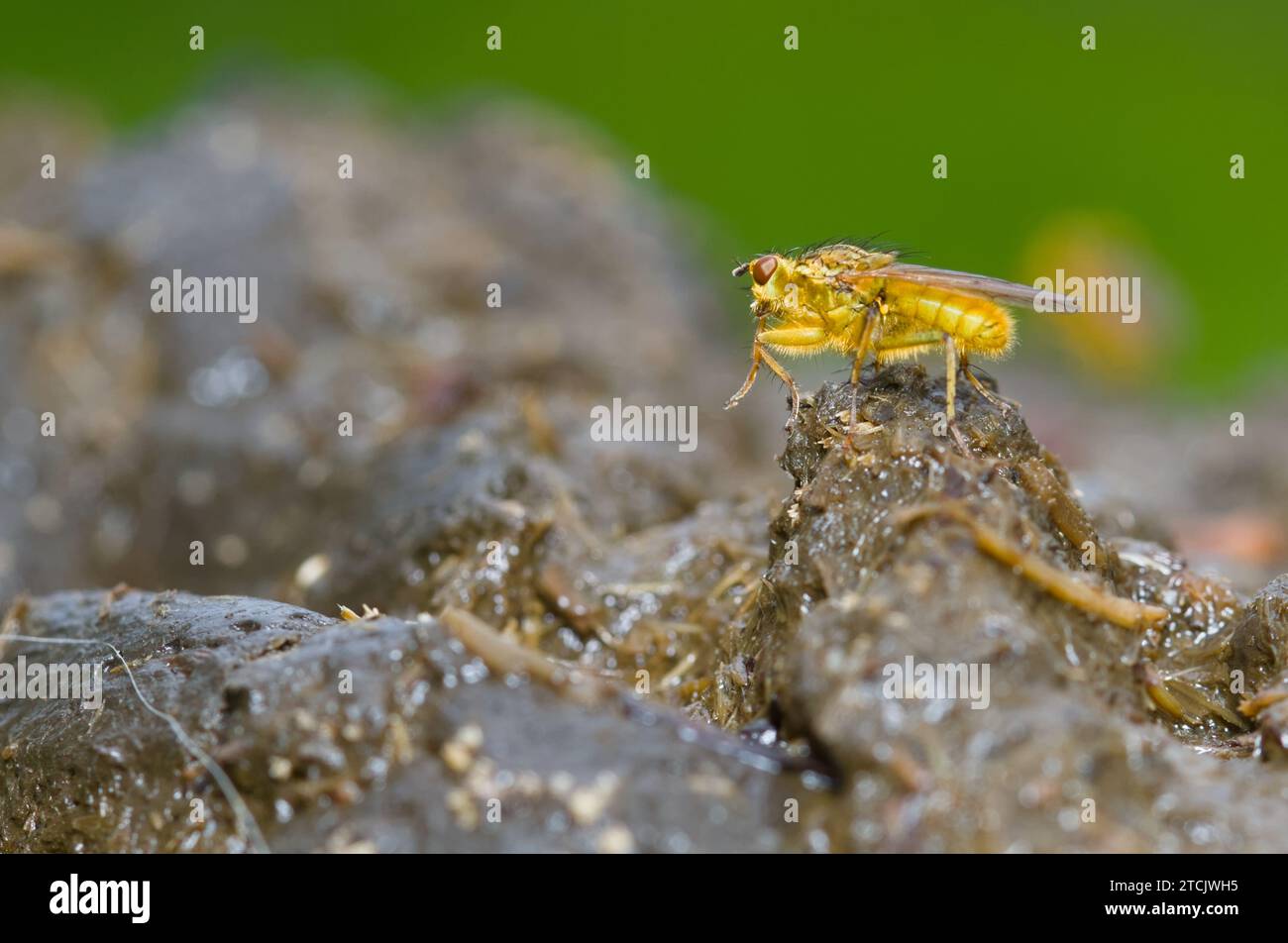 Goldene, gelbhaarige gelbe Dung Fly, Scathophaga Stercoraria, ruhend, sitzend auf Einem Cowpat, New Forest UK Stockfoto