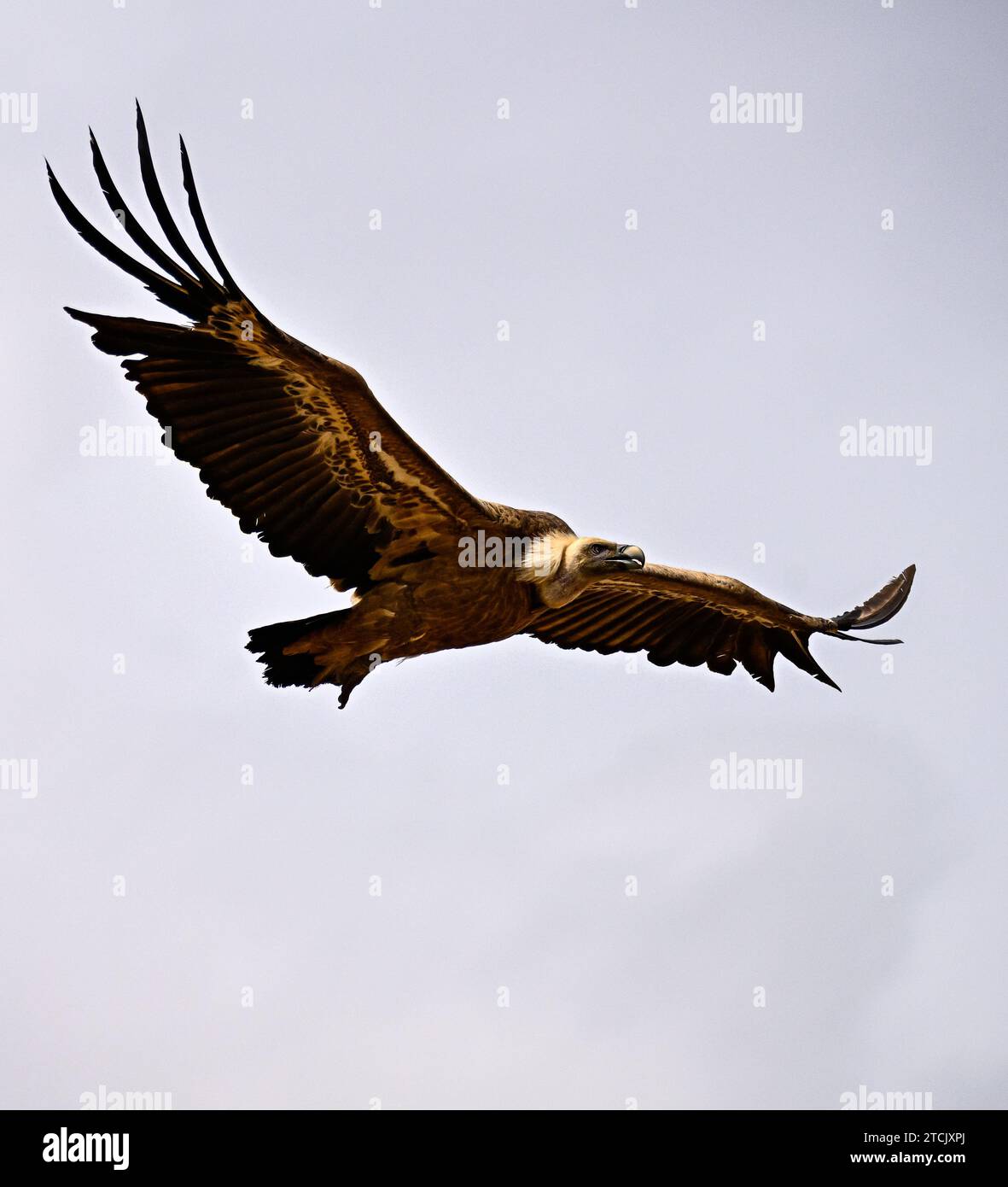 Griffon Vulture oder Zigeuner Fulvus im Flug Stockfoto