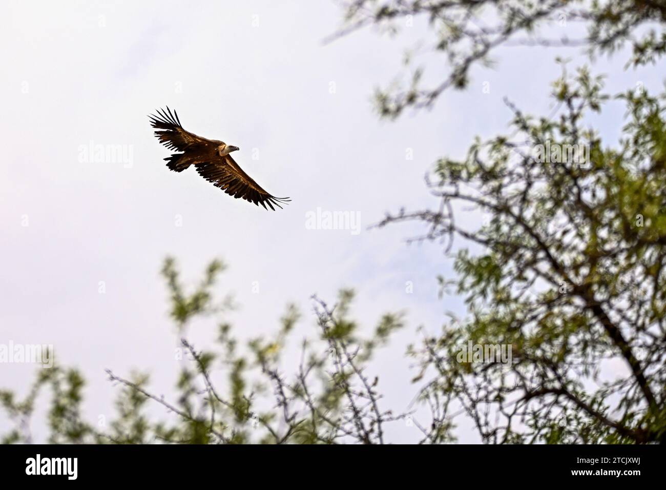 Griffon Vulture oder Zigeuner Fulvus im Flug Stockfoto