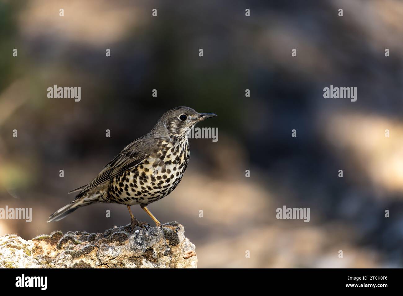 Gewöhnlicher Strauß oder Turdus viscivorus, hoch oben auf einem Felsen Stockfoto