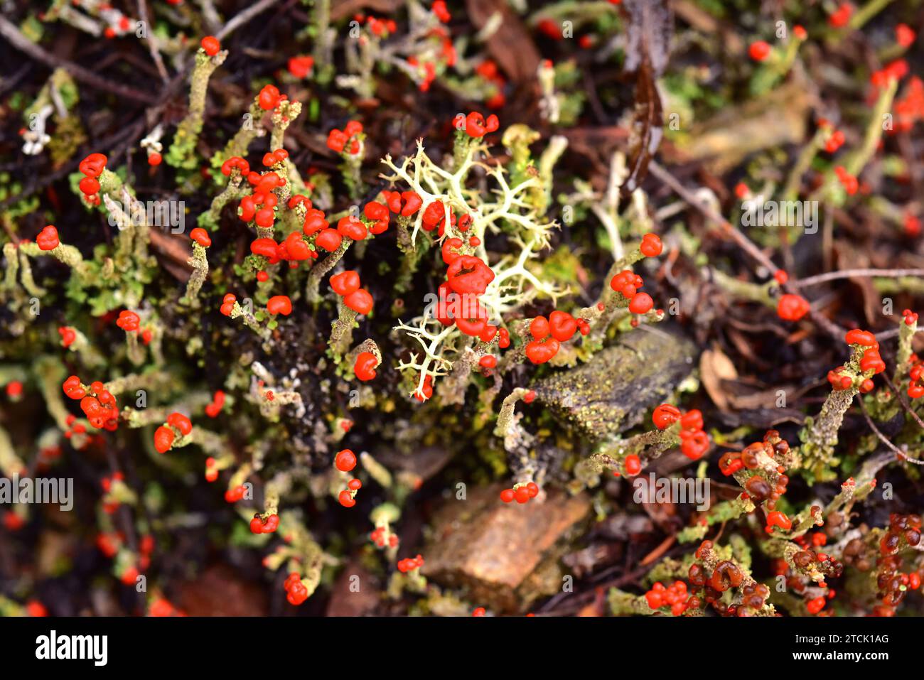 Cladonia macilenta ist eine Squamulose Flechte mit roter Apothezie. Dieses Foto wurde im Muniellos Biosphärenreservat, Asturien, Spanien aufgenommen. Stockfoto