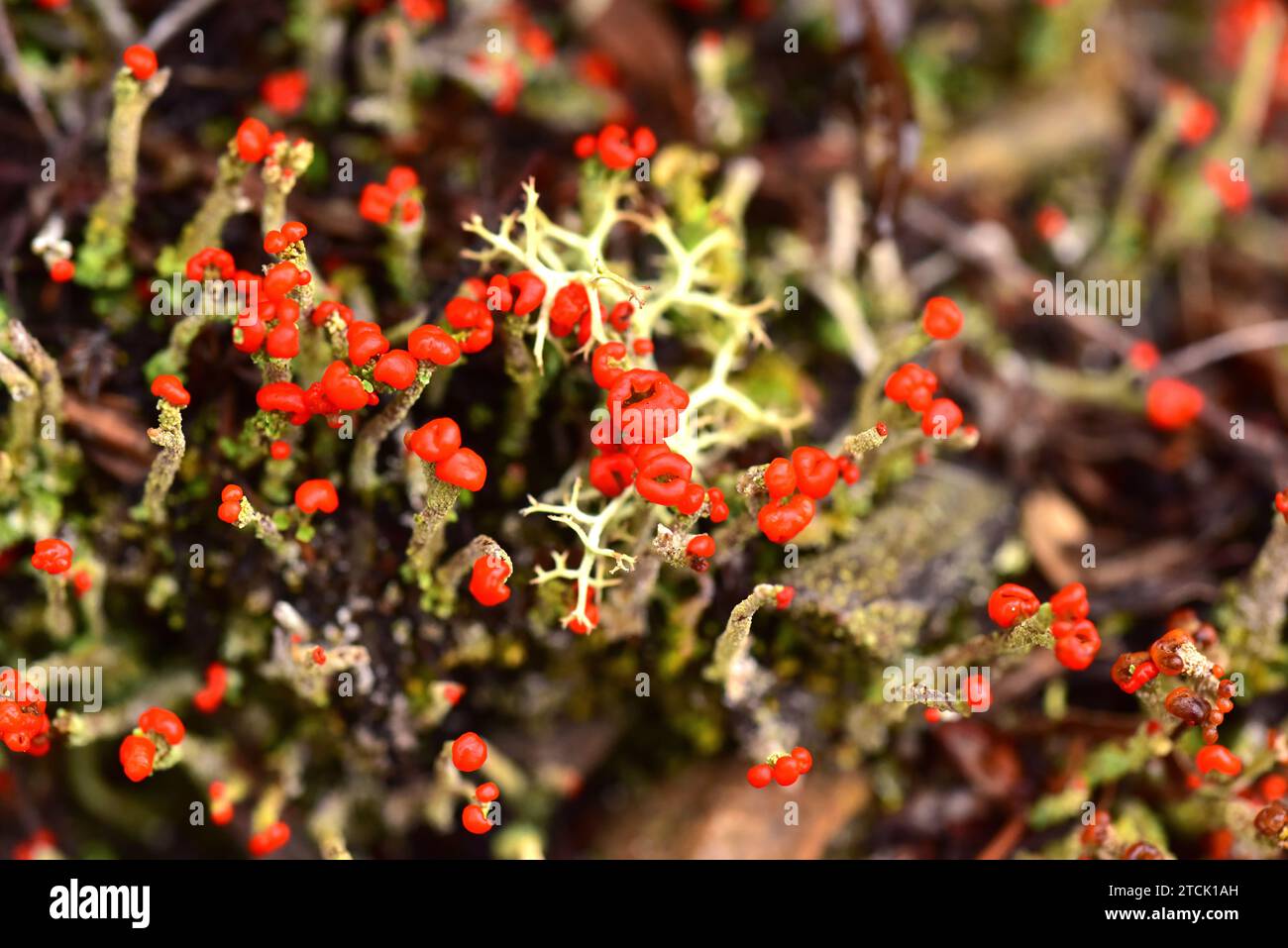 Cladonia macilenta ist eine Squamulose Flechte mit roter Apothezie. Dieses Foto wurde im Muniellos Biosphärenreservat, Asturien, Spanien aufgenommen. Stockfoto